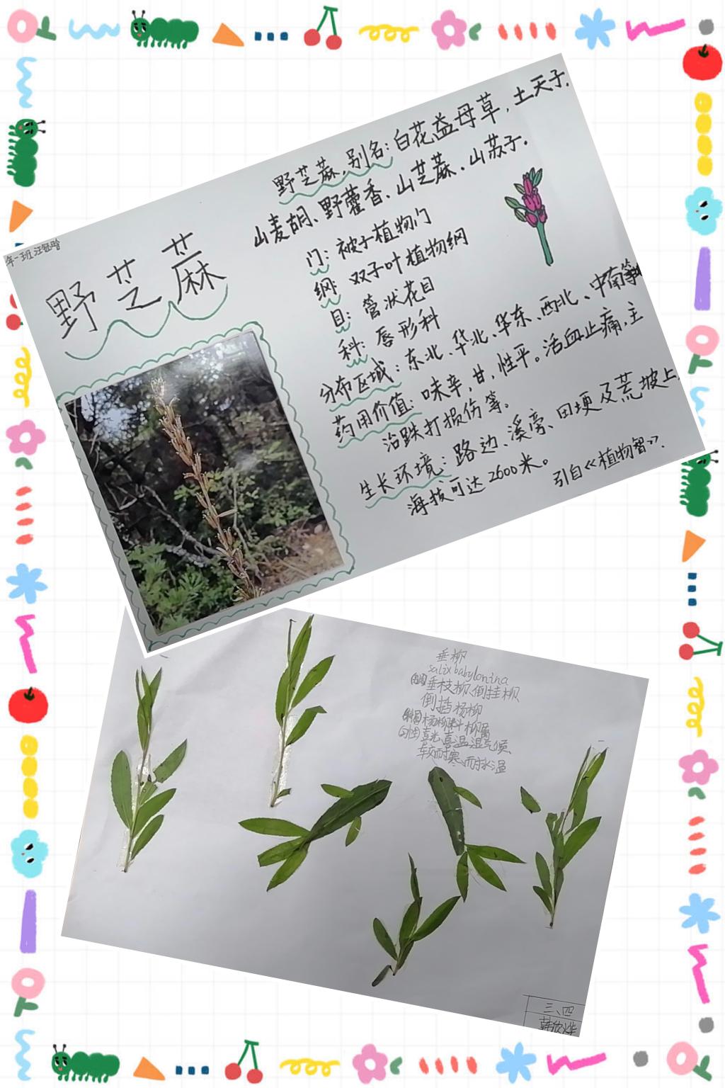 柳树植物名片图片